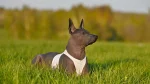 Inca Hairless Dog Dog photo