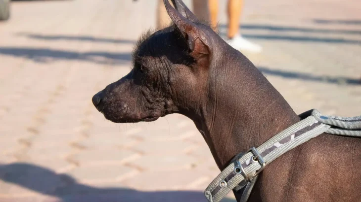 Inca Hairless Dog Dog photo