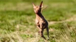 Inca Hairless Dog Dog photo