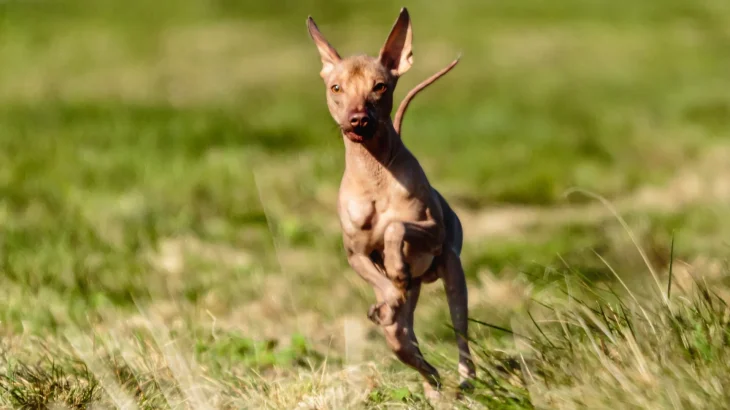 Inca Hairless Dog Dog photo