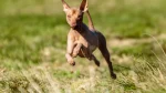 Inca Hairless Dog Dog photo