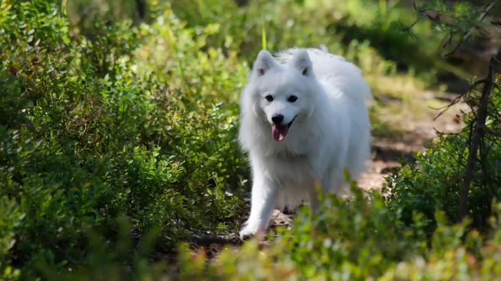 Indian Spitz Dog photo