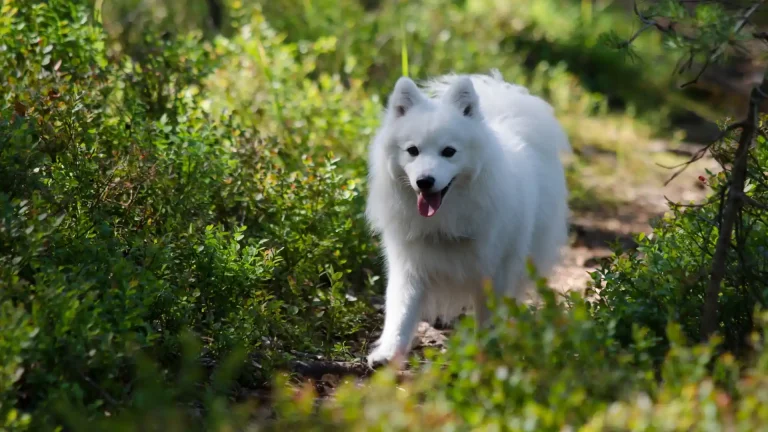 Indian Spitz Dog photo
