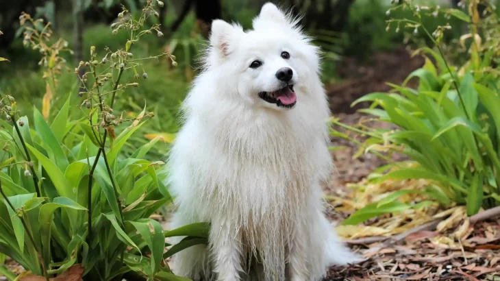 Indian Spitz Dog photo