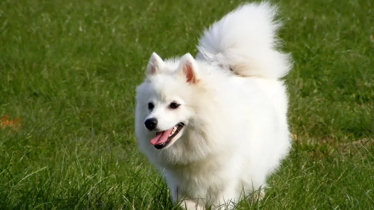 Indian Spitz Dog photo