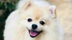 Indian Spitz Dog photo