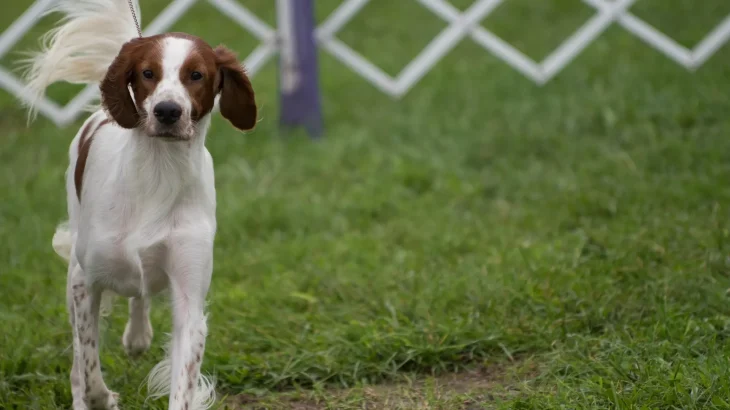 Irish Red and White Setter Dog photo