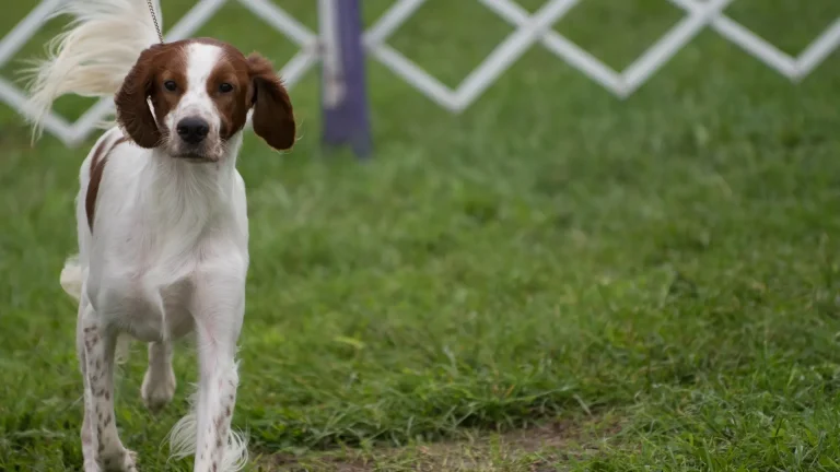 Irish Red and White Setter Dog photo