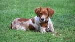 Irish Red and White Setter Dog photo