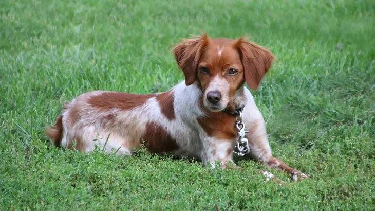 Irish Red and White Setter Dog photo