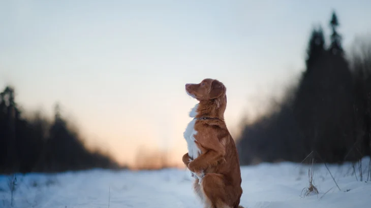 Irish Red and White Setter Dog photo