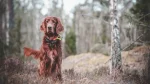 Irish Red and White Setter Dog photo