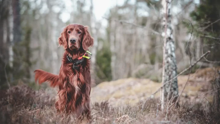 Irish Red and White Setter Dog photo