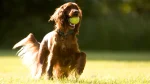 Irish Red and White Setter Dog photo