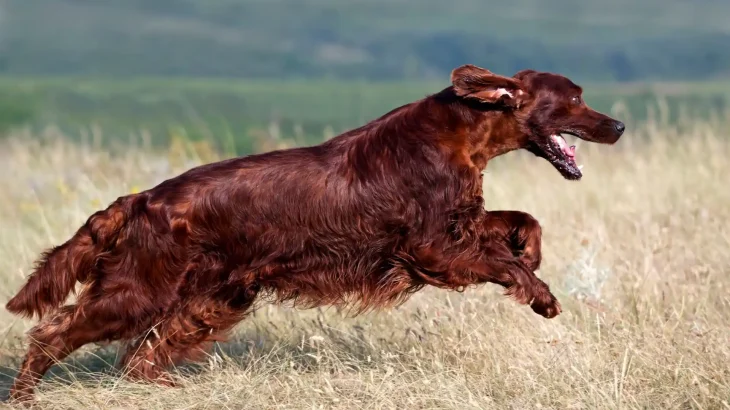 Irish Setter Dog photo