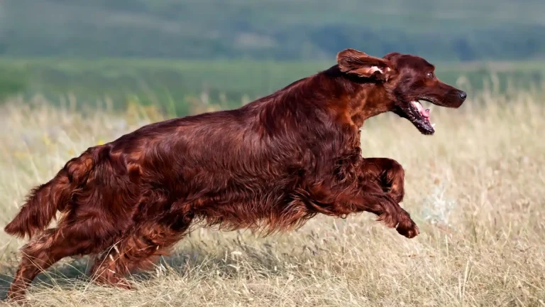 Irish Setter Dog photo