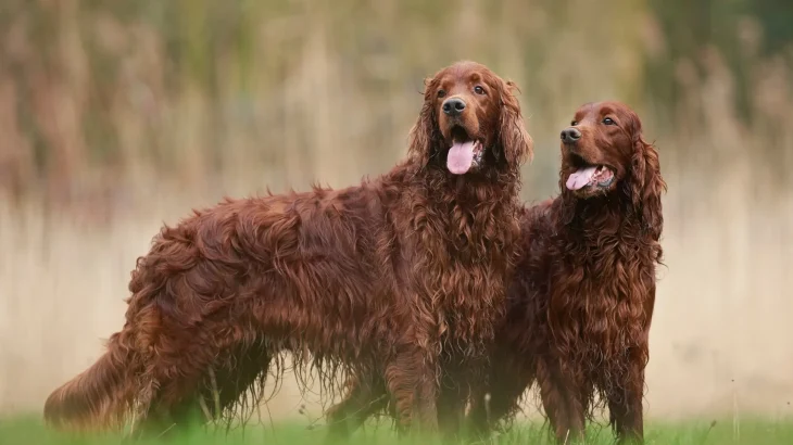 Irish Setter Dog photo
