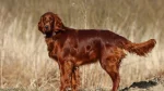 Irish Setter Dog photo