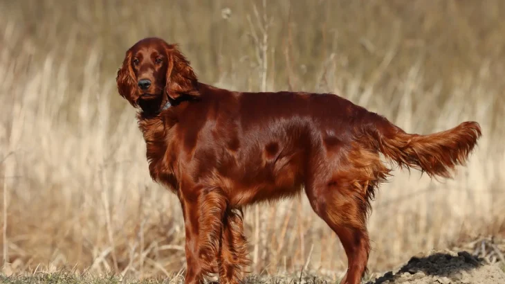 Irish Setter Dog photo