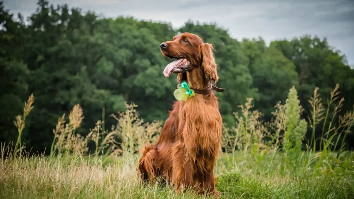 Irish Setter Dog photo