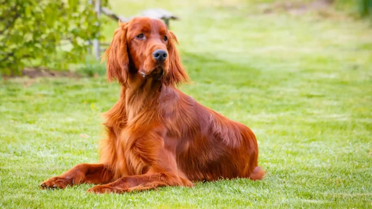Irish Setter Dog photo