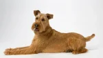Irish Terrier Dog photo