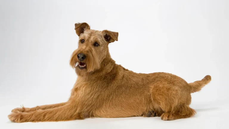 Irish Terrier Dog photo
