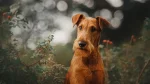 Irish Terrier Dog photo