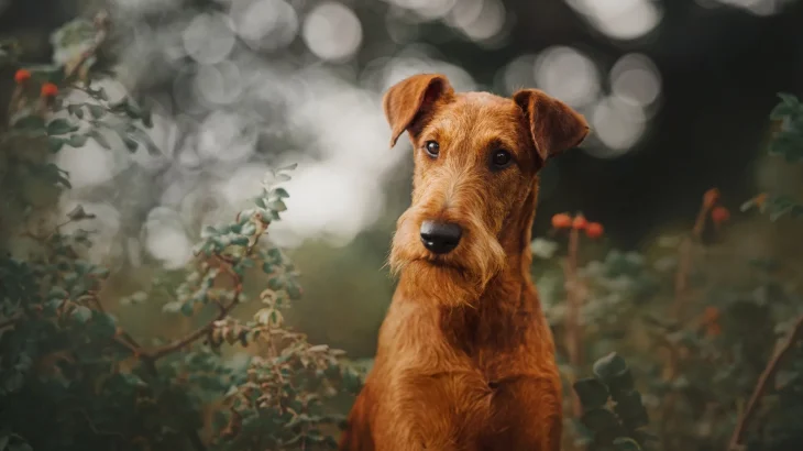 Irish Terrier Dog photo