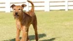 Irish Terrier Dog photo