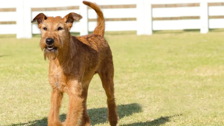 Irish Terrier Dog photo