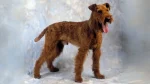 Irish Terrier Dog photo