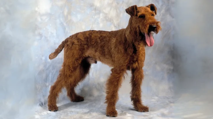 Irish Terrier Dog photo