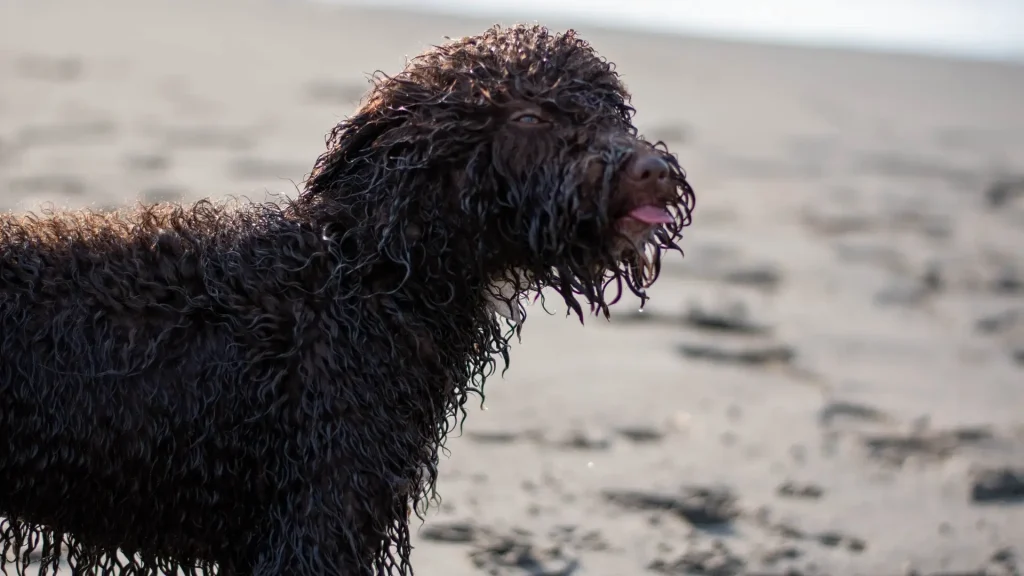 Irish Water Spaniel Dog photo