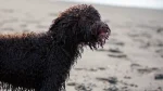 Irish Water Spaniel Dog photo