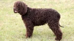 Irish Water Spaniel Dog photo