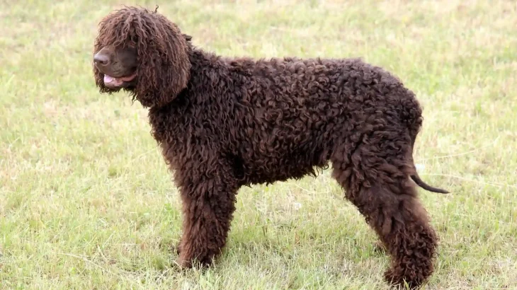 Irish Water Spaniel Dog photo