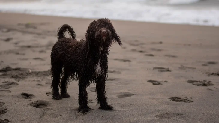 Irish Water Spaniel Dog photo
