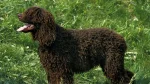 Irish Water Spaniel Dog photo