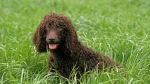 Irish Water Spaniel Dog photo