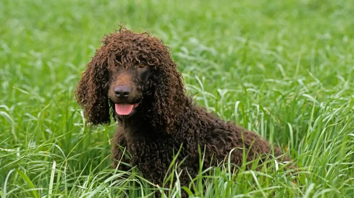 Irish Water Spaniel Dog photo