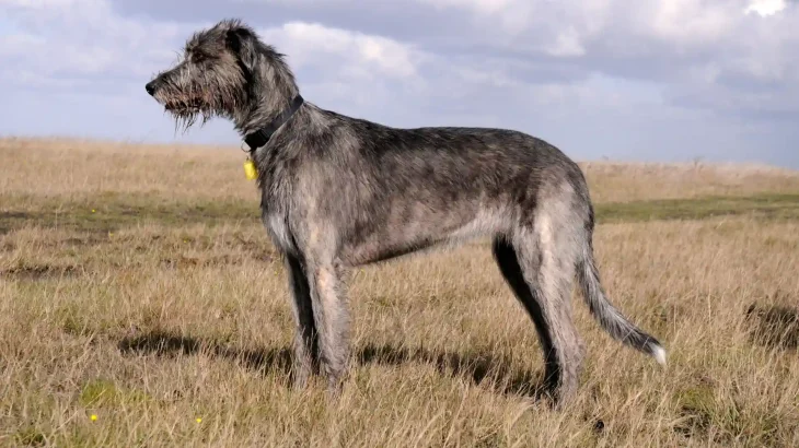 Irish Wolfhound Dog photo