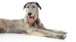 Irish Wolfhound Dog photo