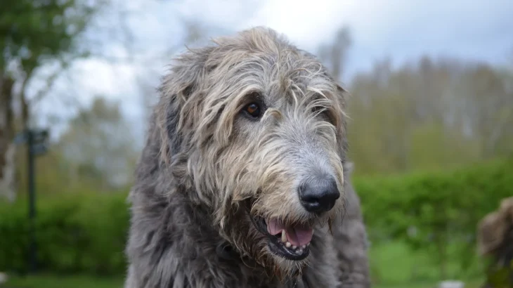 Irish Wolfhound Dog photo