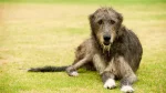 Irish Wolfhound Dog photo