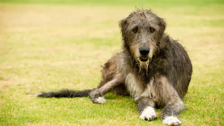 Irish Wolfhound Dog photo