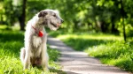 Irish Wolfhound Dog photo