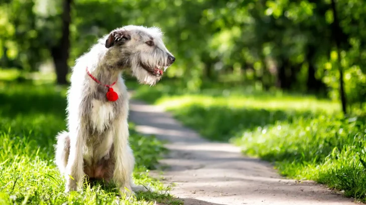Irish Wolfhound Dog photo