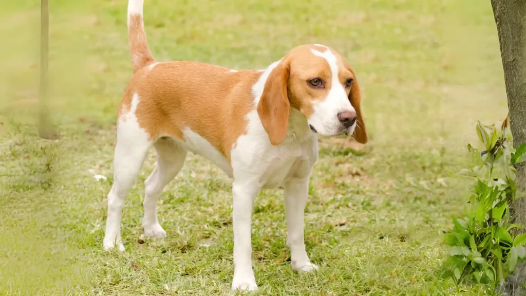 Istrian Coarse-haired Hound Dog photo
