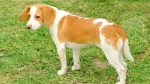 Istrian Coarse-haired Hound Dog photo
